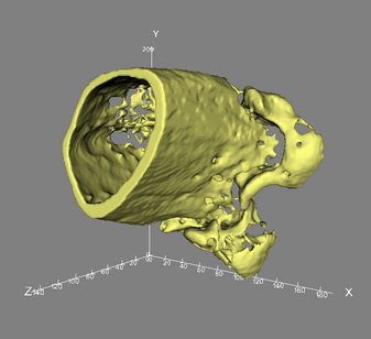 Bone sample displayed in isosurface rendering mode