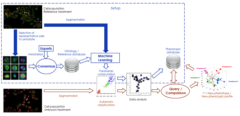 Ramis: Automatic identification of new phenotypes