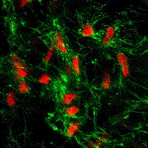 Dermal Fibroblasts