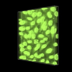 3D image of cells displayed in composite mode.
