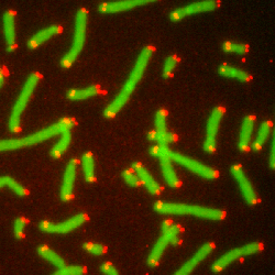 Chromosomes