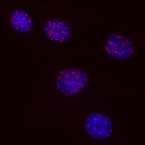 Micronucleus Analysis